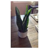 Snake Plant in Modern Gray Ceramic Pot (Faux) - Retail: $25