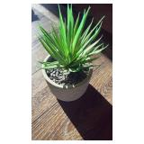 Artificial Agave Plant in Decorative Gray Pot - Retail: $15