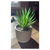 Artificial Agave Plant in Decorative Gray Pot - Retail: $15