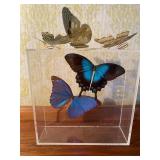 Butterfly Display From Hawaii and Small Metal Decor
