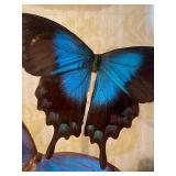 Butterfly Display From Hawaii and Small Metal Decor