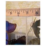 Butterfly Display From Hawaii and Small Metal Decor
