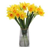 Hananona 10 Pcs Artificial Daffodils Flowers Narcissus Faux Spring Flowers Fake Silk Daffodil Flower Arrangement for Indoor Outdoor Home Wedding Decor (10, Yellow)