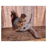 Taxidermy Fox Squirrel on Driftwood