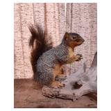 Taxidermy Fox Squirrel on Driftwood