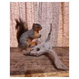 Taxidermy Fox Squirrel on Driftwood