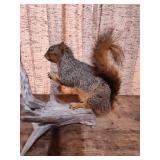 Taxidermy Fox Squirrel on Driftwood
