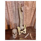 Medical Grade Human Anatomical Teaching Model Set