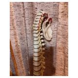 Medical Grade Human Anatomical Teaching Model Set