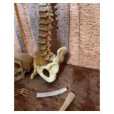 Medical Grade Human Anatomical Teaching Model Set