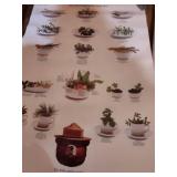 Smokey Bear Forest Education Poster Set