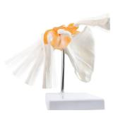 EVOTECH SCIENTIFIC Anatomical Shoulder Joint Model Medical Anatomy Skeleton, Human Shoulder Ligament Anatomy Replica of Norma Shoulder Joint for Doctors Educational Tool Medical Teaching Learning
