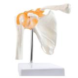 EVOTECH SCIENTIFIC Anatomical Shoulder Joint Model Medical Anatomy Skeleton, Human Shoulder Ligament Anatomy Replica of Norma Shoulder Joint for Doctors Educational Tool Medical Teaching Learning