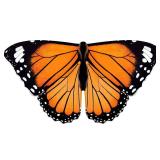 iROLEWIN Toddler-Kids Butterfly-Wings for Girls Butterfly-Costume Children Bug Dress-Up Wings as Play Toys Boys Party Favors