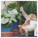 HERDUK 8 Inch Pots for Plants, Ceramic Planter Pot with Drainage Hole & Saucer, Indoor/Outdoor Cylinder Round Planter Pot, Blue & Terracotta - Retail: $44