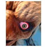 63 in Esther the Evil Witch  - Retail: $70