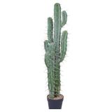 Artificial Cactus 39 Inch Fake Cacti Faux Plant with Black Planter for Home Garden Store Office Floor Decoration
