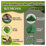 Green Craft Moss, Real Forest Moss for Planters, Decorative Moss for Table Centerpieces Wedding Christmas Fairy Party Decor, Forest Moss for Indoor Planters, DIY Project 7 Oz