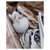 Life Size Skeleton Pallbearers Halloween Display