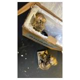 Decorative Bookends for Shelves, Dog Book Ends for Heavy Books, Labrador Retriever Statues Bookends for Heavy Books with Anti-Slip Base Book Holders for Home Office Decor (Gold) *one broken*