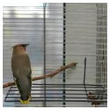 POPETPOP Iron Grid Wall Shelf with Hanging Hooks for Parrot Birdcage Sturdy Perch Platform for Small Pet Birds Wall-Mounted Display and Resting Space 9.8 X 3.9 X 2.8 Inch