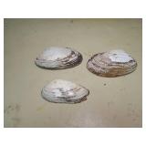 Natural Pearl Oyster Shells Set