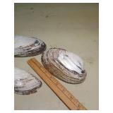 Natural Pearl Oyster Shells Set