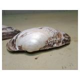 Natural Pearl Oyster Shells Set