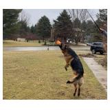 Jalousie Collapsible Dog Flirt Pole with Three Squeaky Toys Plush Toys Dog Teaser Wand Chase it Toy with Refills Upgraded Rope