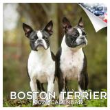 2025 2026 Boston Terrier Calendar - Dog Breed Monthly Wall Calendar - 12" x 24" Open - Thick No-Bleed Paper - Giftable - Academic Teacher