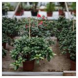 Plant Stakes Natural Garden Bamboo Sticks for Indoor and Outdoor, 20pcs for Tomatoes, Beans, Potted Plants - 18 inches