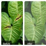 8.2 x 6.5 Feet Large Fruit Tree Netting, Insect Bird Barrier Tree Net with Drawstring, Garden Bird Netting Plant Cover for Protect Plant Fruit Flower from Insect Bird