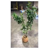 Bay Leaf Tree in Basket - Thresholdâ¢ designed with Studio McGee - Retail: $150