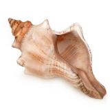 Fectzuea Giant Natural Conch Shell, Striped Fox Conch Seashell 6-7 inches, Large Sea Shell for Vase Filler, Air Plants, Wedding Decor Beach Theme Party