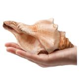 Fectzuea Giant Natural Conch Shell, Striped Fox Conch Seashell 6-7 inches, Large Sea Shell for Vase Filler, Air Plants, Wedding Decor Beach Theme Party