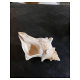 Fectzuea Giant Natural Conch Shell, Striped Fox Conch Seashell 6-7 inches, Large Sea Shell for Vase Filler, Air Plants, Wedding Decor Beach Theme Party