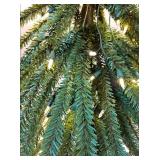 Artificial Boxwood Topiary Tree with Burlap Base 9 (Stock pic differs from product)