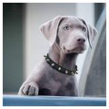 Enjoying Spiked Dog Collar, Leather Spikes Dog Collars for Medium Large Dogs, Adjustable Pet Collar with Rings, Black L