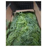 MISSPIN 12 Pcs 21.5 Inches Christmas Cedar Branches, Cedar Artificial Christmas Branches DIY Crafts Faux for Xmas Indoor Outdoor Home Decor