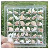 FUFenZHEN Seashell Display Box, 32 Grids Acrylic Magnetic Seashell Display Collecting Box, Transparent Seashell Storage Cases for Shell, Bead, Jewelry (M-32 Cells, Rectangular) 5pk