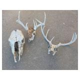 Cow and Deer Skull Collection