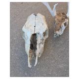 Cow and Deer Skull Collection