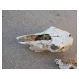 Cow and Deer Skull Collection