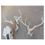 Cow and Deer Skull Collection