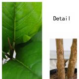Retails for $735! Artificial Decor Bonsai Tree Realistic Ficus Large Fake Plant Artificial Fig Bonsai Simulation Plant 100cm for Home Decor Living Room Office (Color : 1m Banyan Tree)