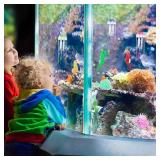 Patelai Glow in The Dark Fish Tank Decorations Silicone Floating Artificial Jellyfish Fluorescent Lionfish Seahorse for Aquarium Decoration Small Large Fish Bowl Decor Accessories (Dreamy Color)