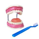 Evotech Dental Teeth Care Model, W/Giant Toothbrush, Kids Dental Care Teaching Demonstration Model, Speech Therapy Teaching Tool, Adult Standard Typodont Demonstration Teeth Model