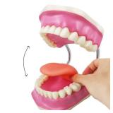 Evotech Dental Teeth Care Model, W/Giant Toothbrush, Kids Dental Care Teaching Demonstration Model, Speech Therapy Teaching Tool, Adult Standard Typodont Demonstration Teeth Model