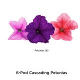 AeroGarden Cascading Petunias Seed pod Kit for AeroGarden Hydroponic Indoor Garden, 6-Pod