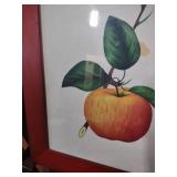 Red Framed Botanical Apple Print 10 and a half by 11 and a half